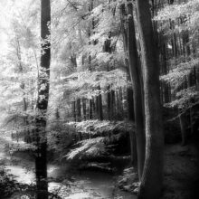 landscape2010_15a
