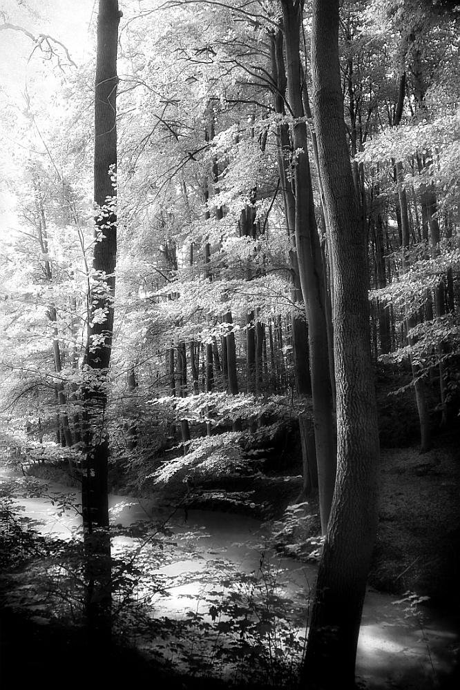 landscape2010_15a