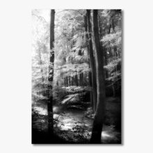 Zdjęcia do dekoracji wnętrz hoteli fotografia artystyczna Danuta Antas zdjęcia do dekoracji wnętrz hoteli, zdjęcia lasu, zdjęcia drzew, zdjęcia wody, fotografia pejzaże, czarno białe zdjęcia artystyczne