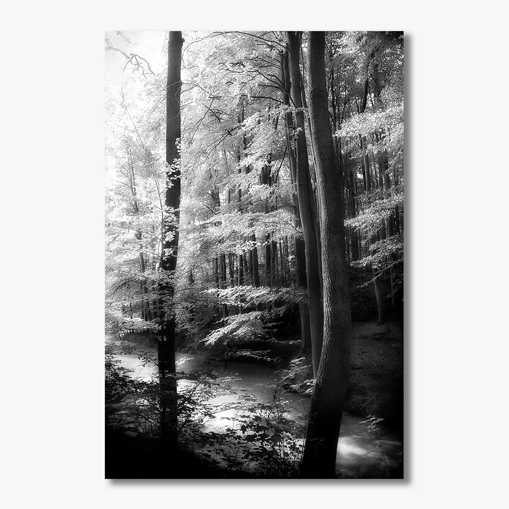 Zdjęcia do dekoracji wnętrz hoteli fotografia artystyczna Danuta Antas zdjęcia do dekoracji wnętrz hoteli, zdjęcia lasu, zdjęcia drzew, zdjęcia wody, fotografia pejzaże, czarno białe zdjęcia artystyczne