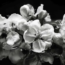 Apple-Blossom-Photography-Prints-1
