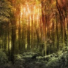 Awakening-Landscape-Photography-1