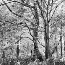 Beautiful-Trees-1