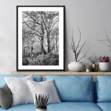 Beautiful-Trees-1a