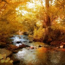 Golden-Fall-1