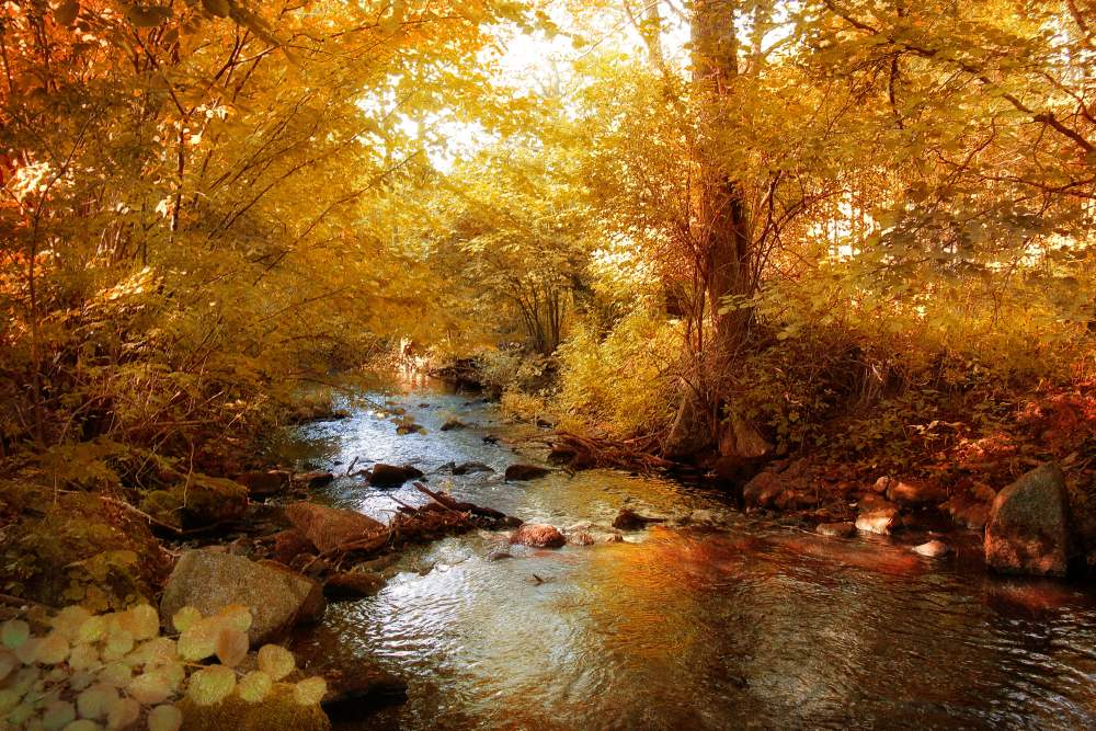 Golden-Fall-1