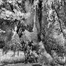 tree_3
